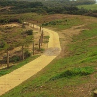 Coast Tussock Grass