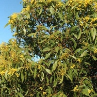 Golden Wattle