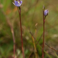 Slender Sun-orchid