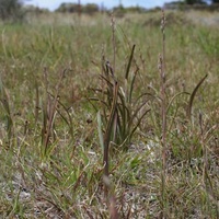 Trim Sun-orchid