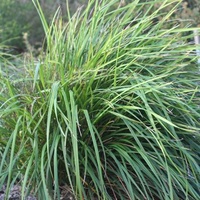 Small-flower Flax-lily