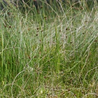 Shiny Bog-sedge