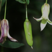 Common Apple-berry