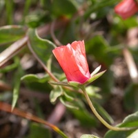 Scarlet Pimpernel