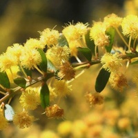 Gold-dust Wattle