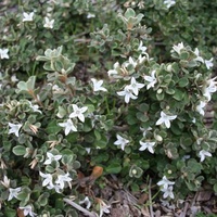 White Correa