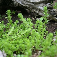 Australian Crassula / Stonecrop