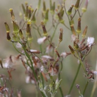 Cottony Fireweed