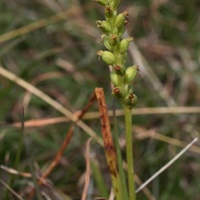 Common Onion Orchid