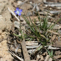 Branching Bluebell or Tadgell's Bluebell