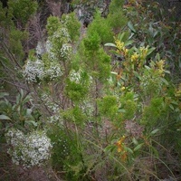 Cypress Daisy-bush