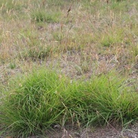 Kangaroo Grass