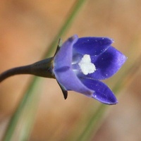 Branching Bluebell or Tadgell's Bluebell