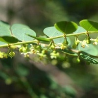 Shrubby Spurge