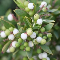 Coastal Beard-heath