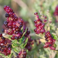 Seaberry Saltbush