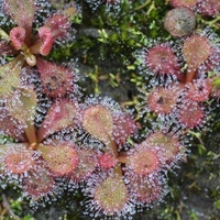 Scented Sundew