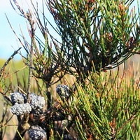 Dwarf Sheoak