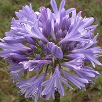 Agapanthus