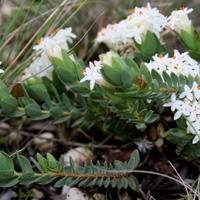 Common Rice-flower