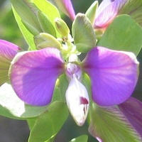 Myrtle-leaf Milkwort