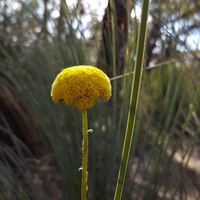 Variable Billy-buttons