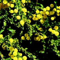 Hedge Wattle