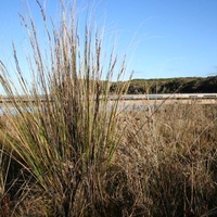 Chaffy Saw-sedge