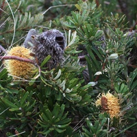 Silver Banksia