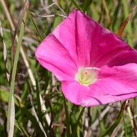 Blushing Bindweed