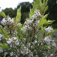 Coastal Beard-heath