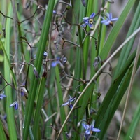 Small-flower Flax-lily