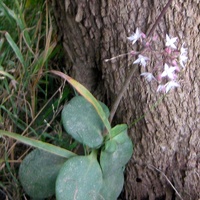 Fairy Crassula