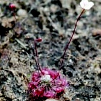 Tiny Sundew