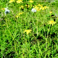 Coastal Groundsel