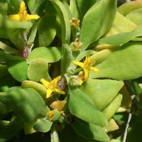 Bower Spinach