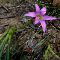 Onion Grass