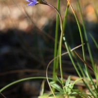 Branching Bluebell or Tadgell's Bluebell