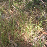 Quaking Grass