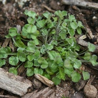 Spoon Cudweed