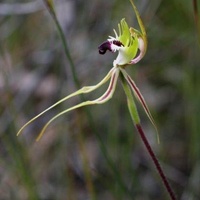 Mantis Orchid or Large Green-comb