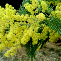 Silver Wattle