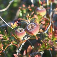 Silky Teatree or Heath Teatree