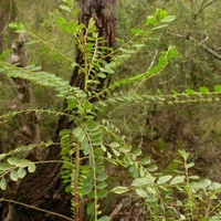 Shrubby Spurge