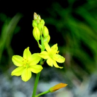 Bulbine Lily