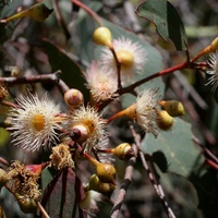 Bellarine Yellow Gum