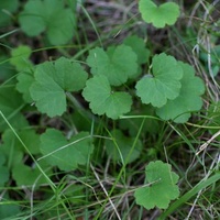 Stinking Pennywort