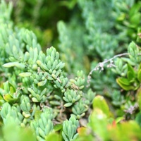 Coast Bone Fruit