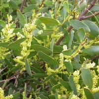 Coast Wattle