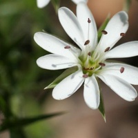 Prickly Starwort